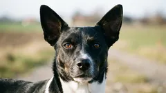 Cane da fattoria danese-svedese: una piccola razza da lavoro con un patrimonio genetico sorprendentemente ampio